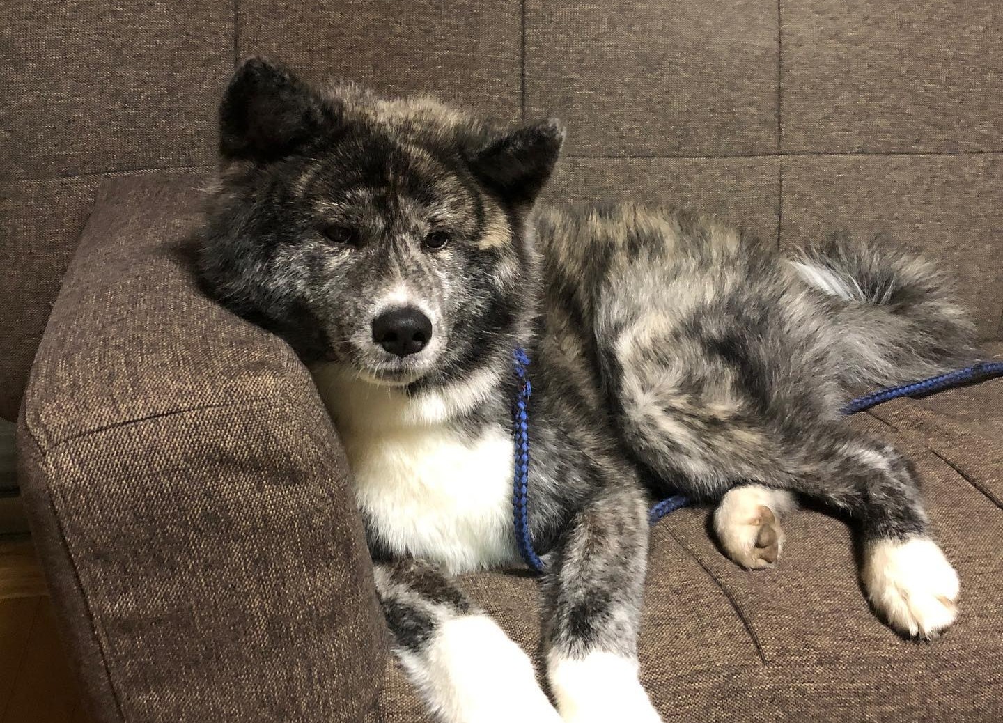 わんこに癒される空間